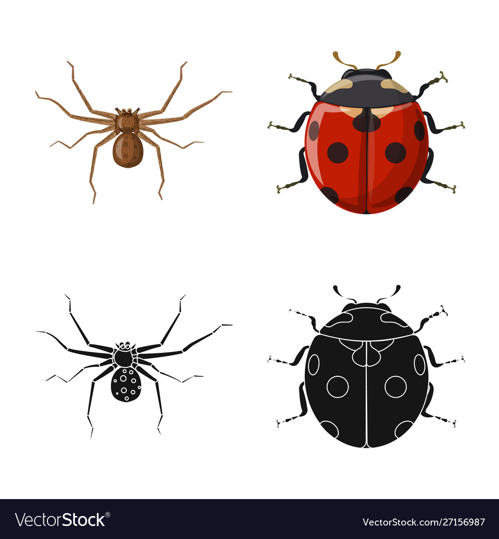 Isolated object insect and fly symbol