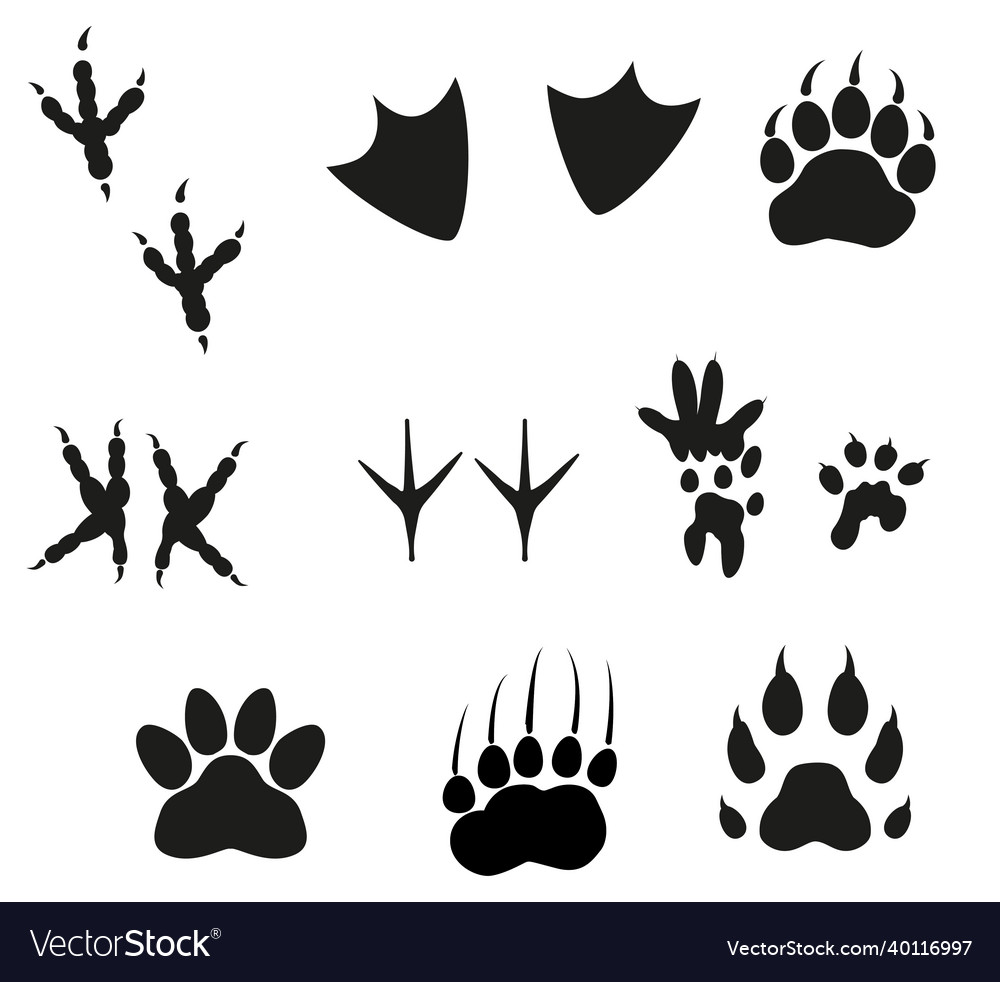 Animal footprint black set isolated on white Vector Image