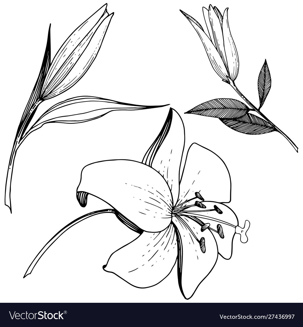 Lily floral botanical flower black Royalty Free Vector Image