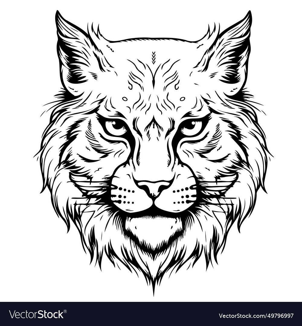 Lynx head sketch drawn graphic portrait Royalty Free Vector