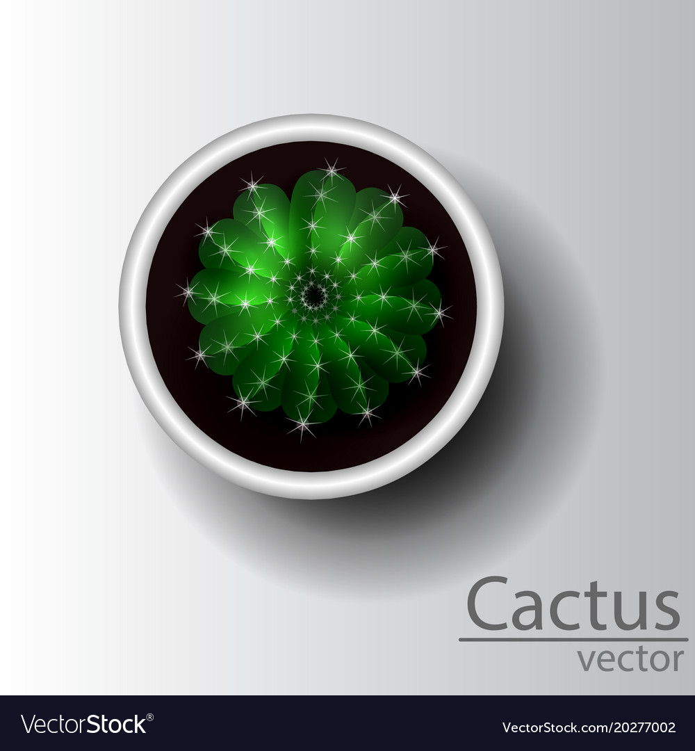 Cactus top view