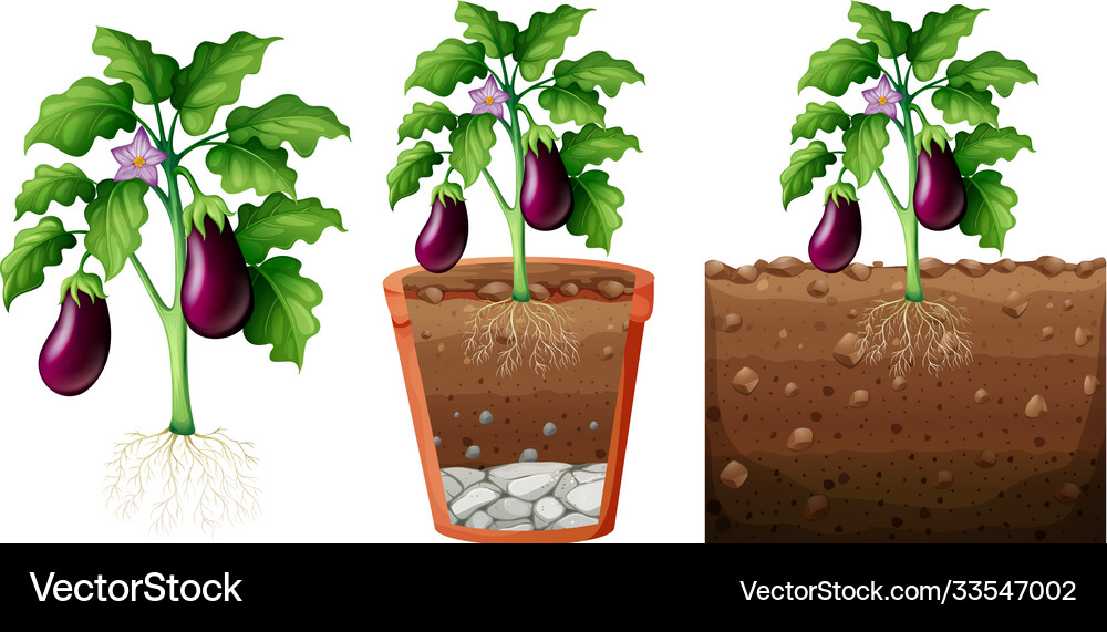 Set eggplant plant with roots isolated on Vector Image