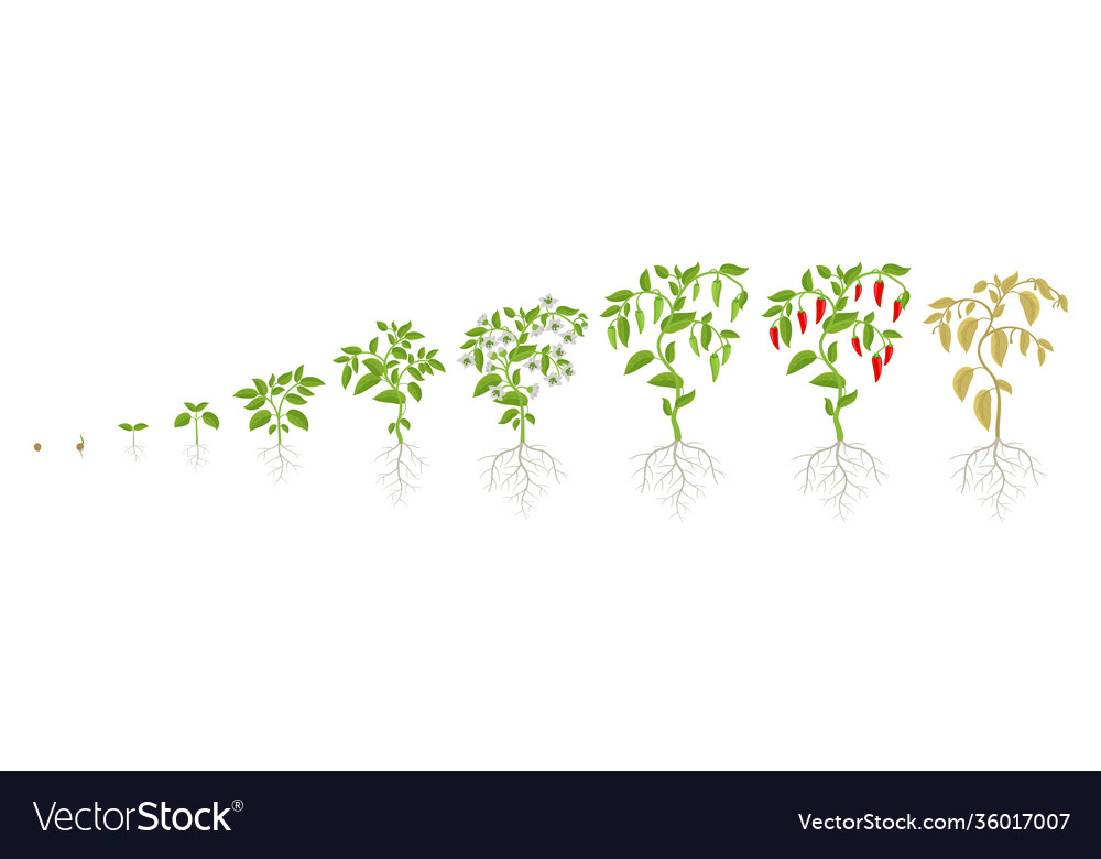 growth-stages-spicy-chili-pepper-vegetable-vector-image