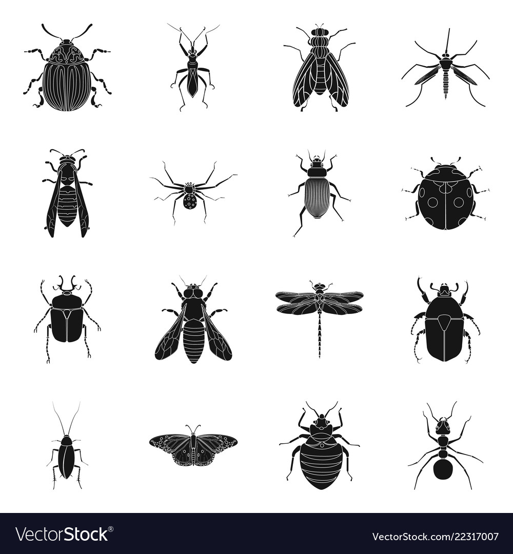 Isolated object of insect and fly symbol set vector image Isolated object of insect and fly symbol set