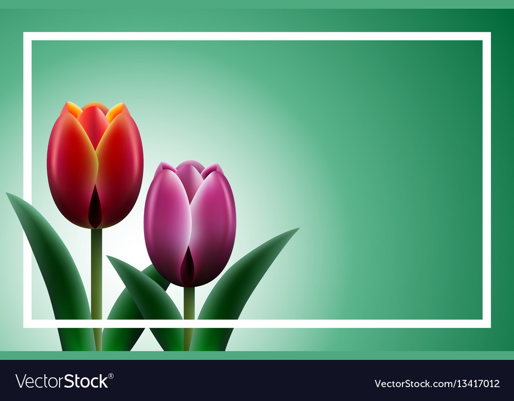 Floral background with tulips