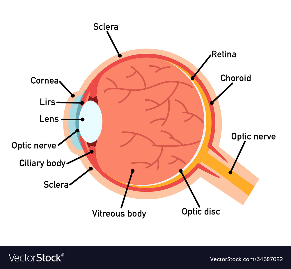 Eye anatomy diagram Royalty Free Vector Image - VectorStock