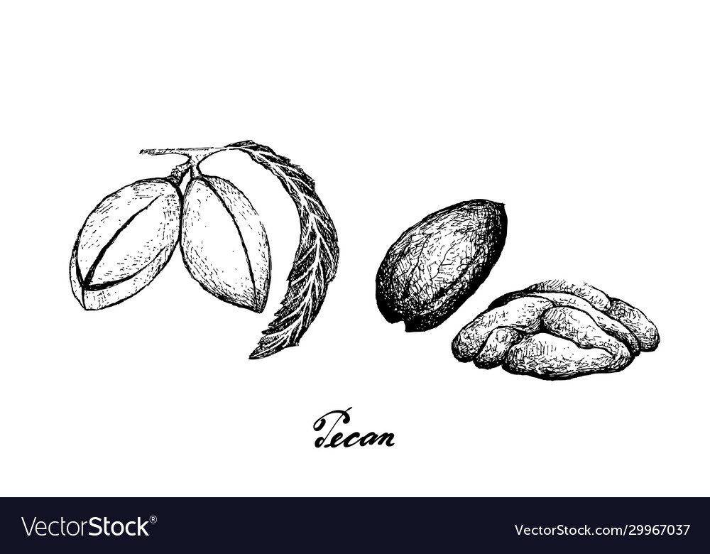 Hand drawn fresh pecan nuts on white background