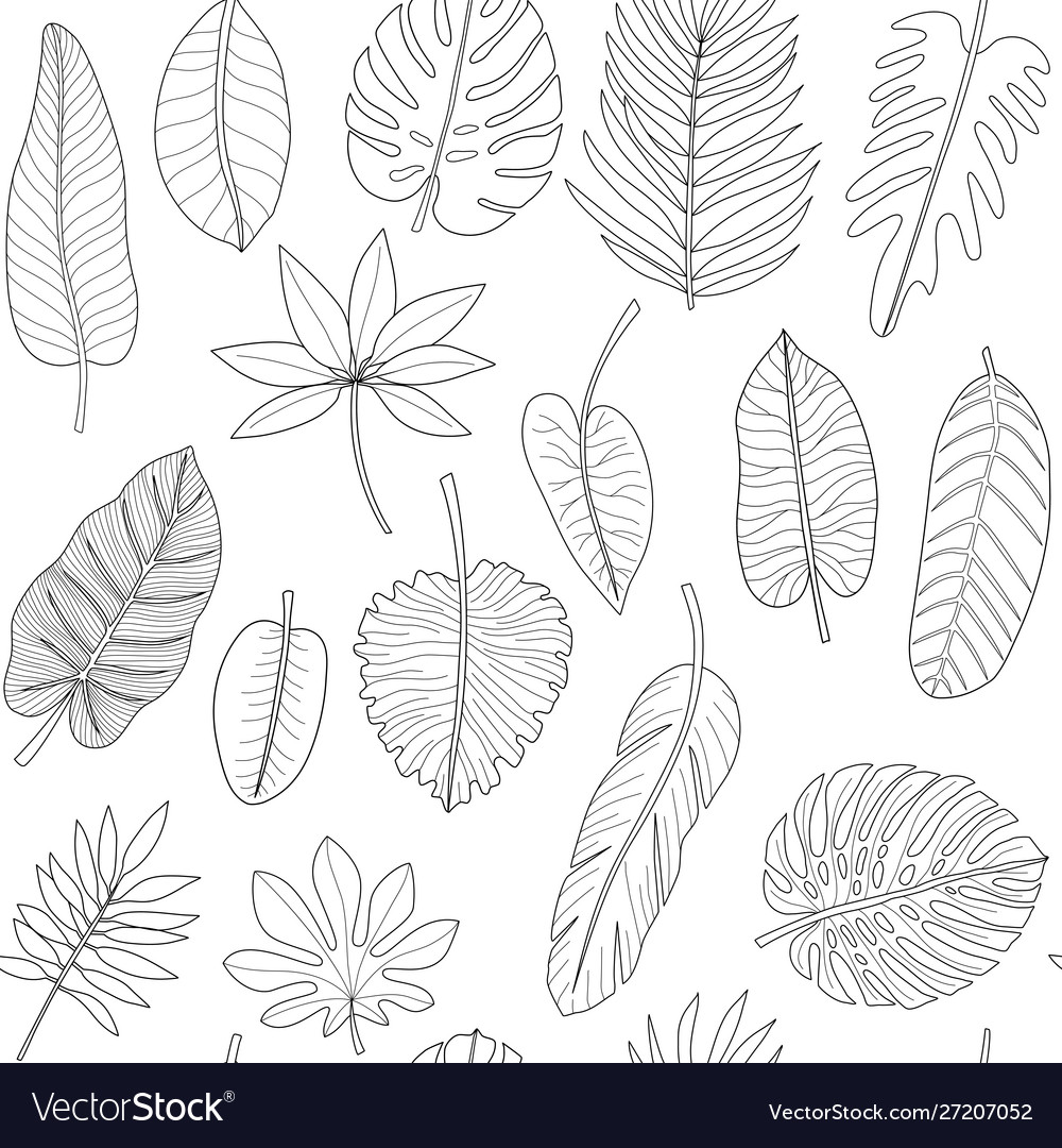 Leaves tropical plants black and white outline Vector Image