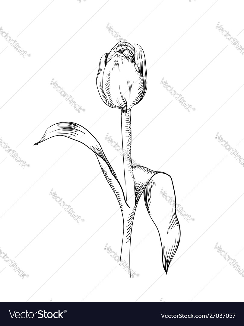 Graphic tulip hand drawn vector image Graphic tulip hand drawn