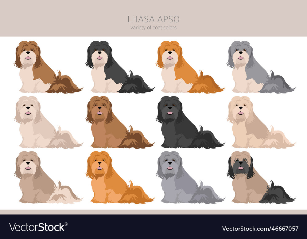 Lhasa apso clipart different poses coat colors set