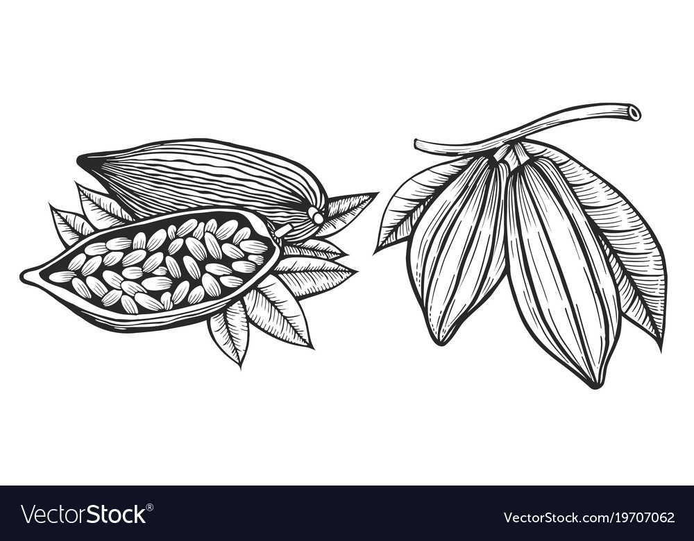 Cocoa beans