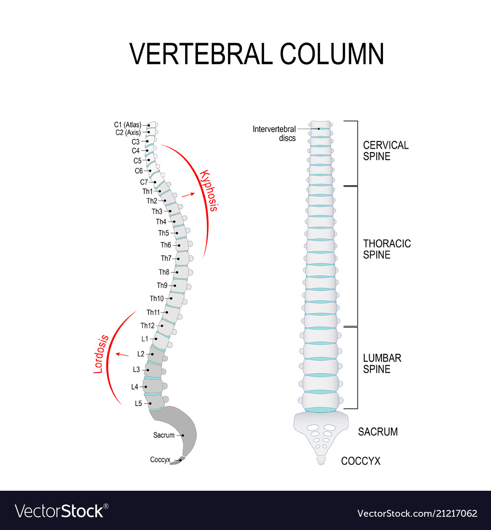 Kyphosis amp lordosis vertebral column