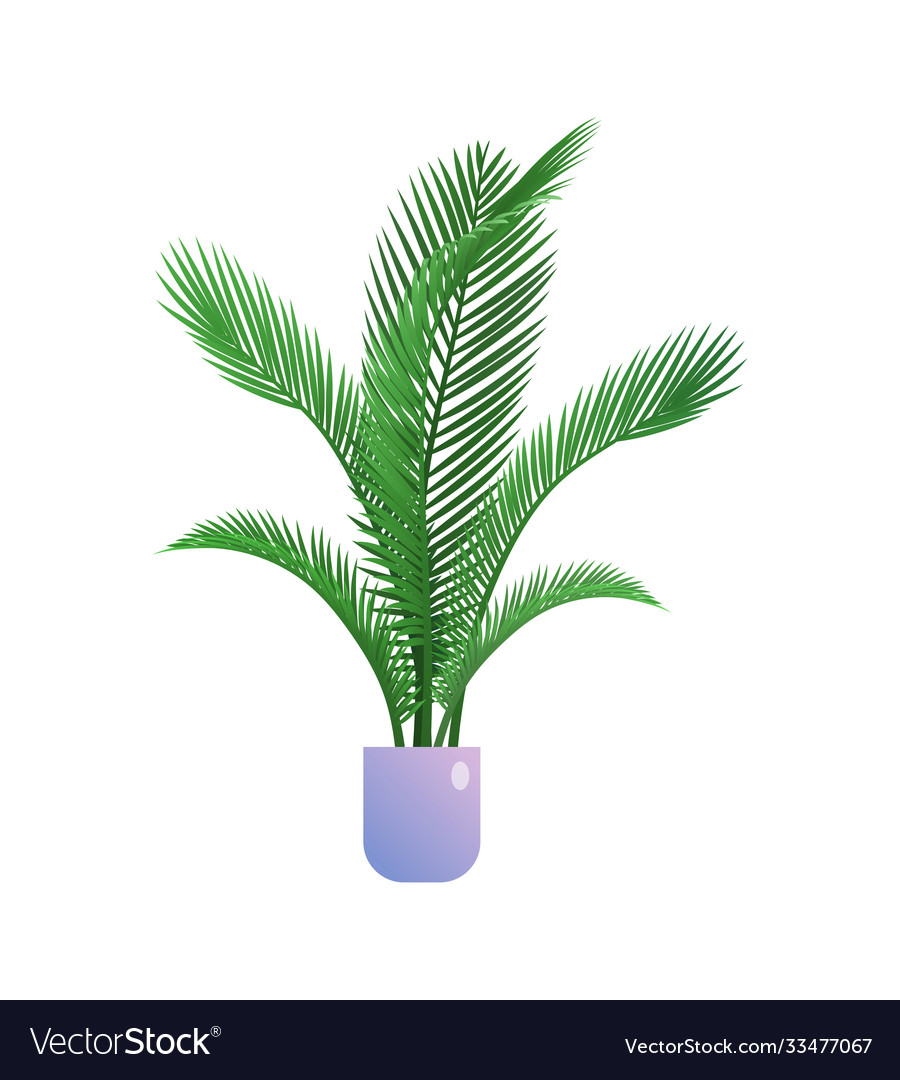 Palm houseplant in flowerpot