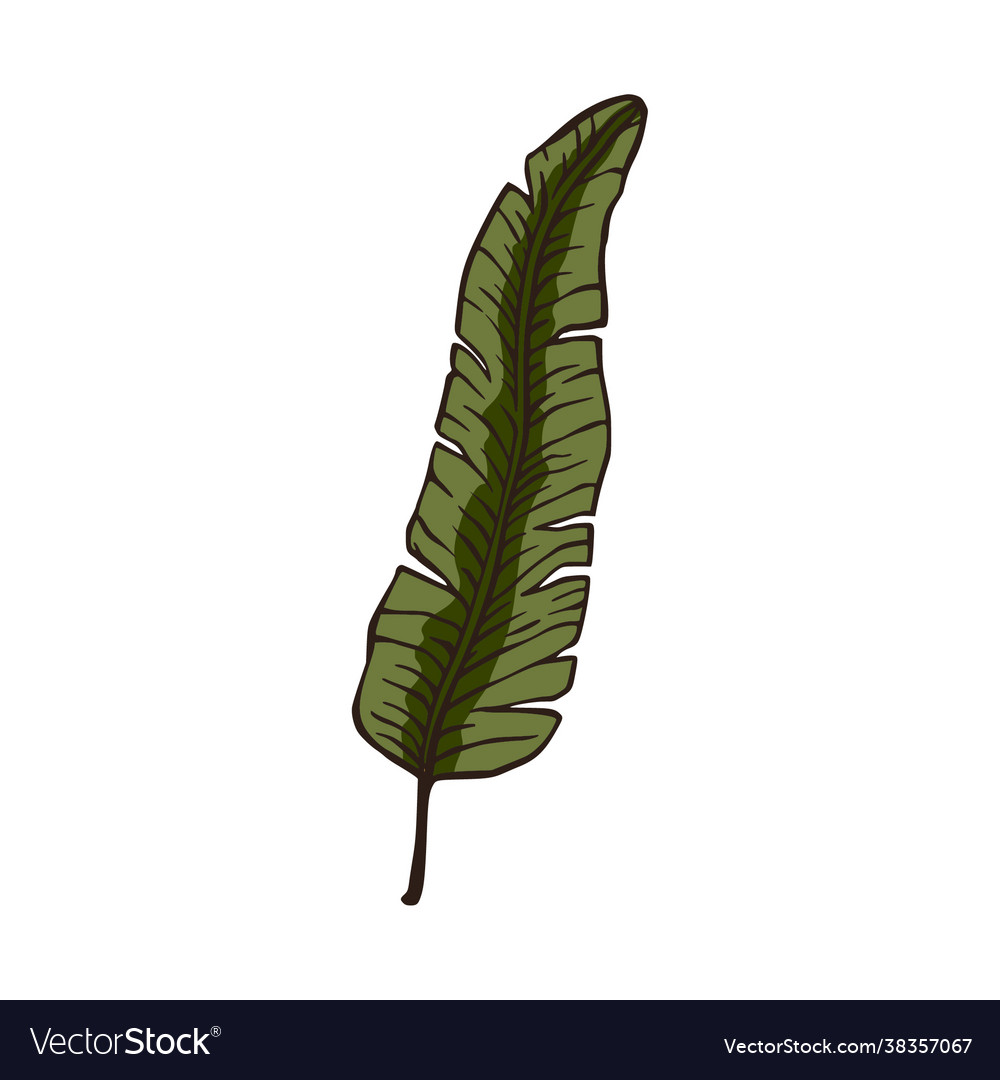 Tropical palm leaf nature plant element Royalty Free Vector