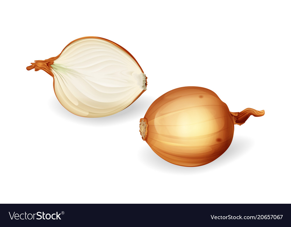 Yellow Onion Bulb With Sliced Half Set Royalty Free Vector