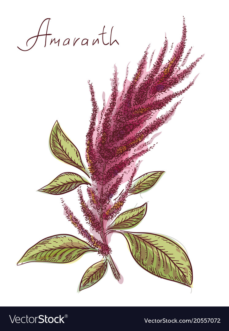 Amaranthus or amaranth