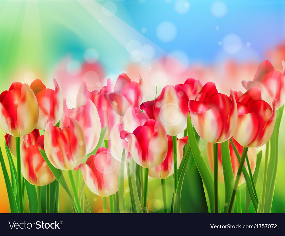 Red tulip with bokeh eps 10
