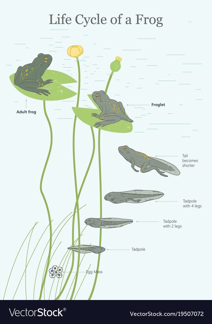 The life cycle of a frog Royalty Free Vector Image