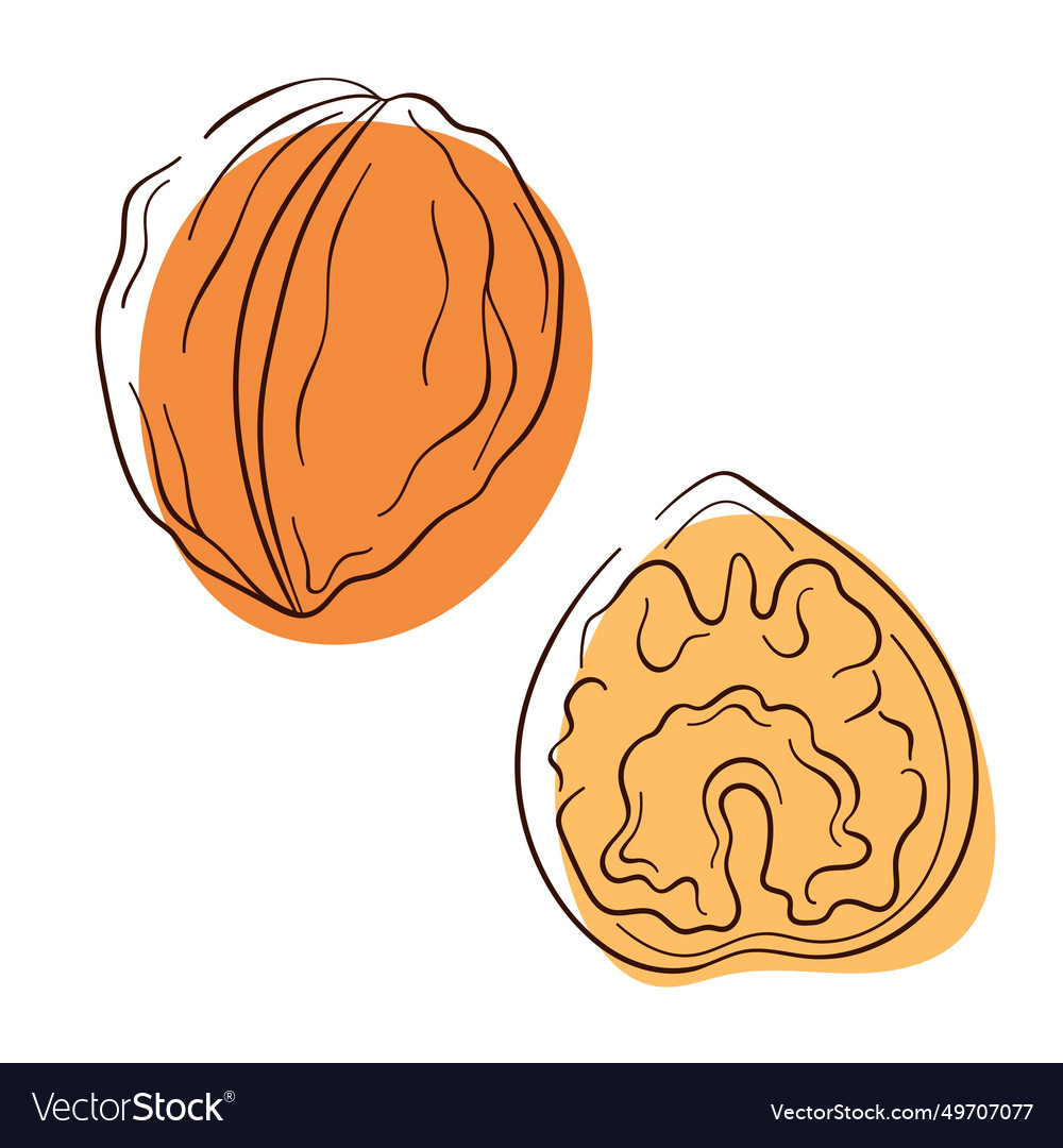Walnut in line art style small collection set
