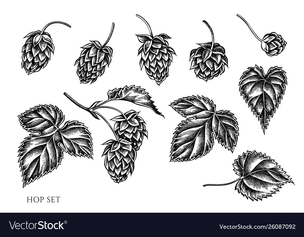 Set hand drawn black and white hop Royalty Free Vector Image