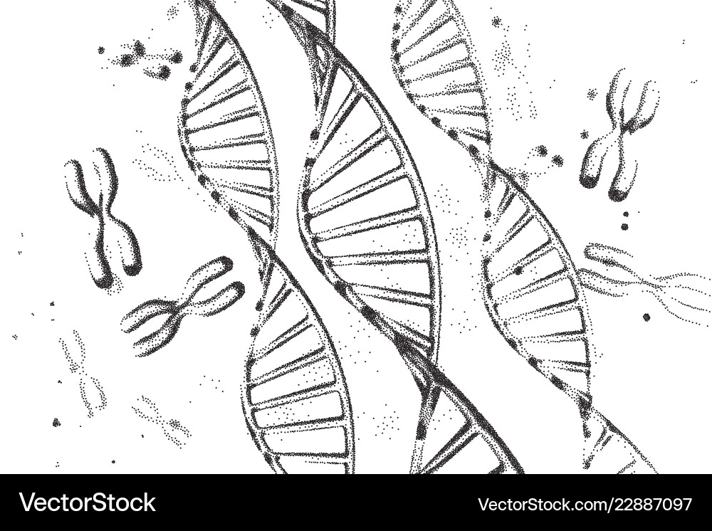 Genome dna structure eps Royalty Free Vector Image