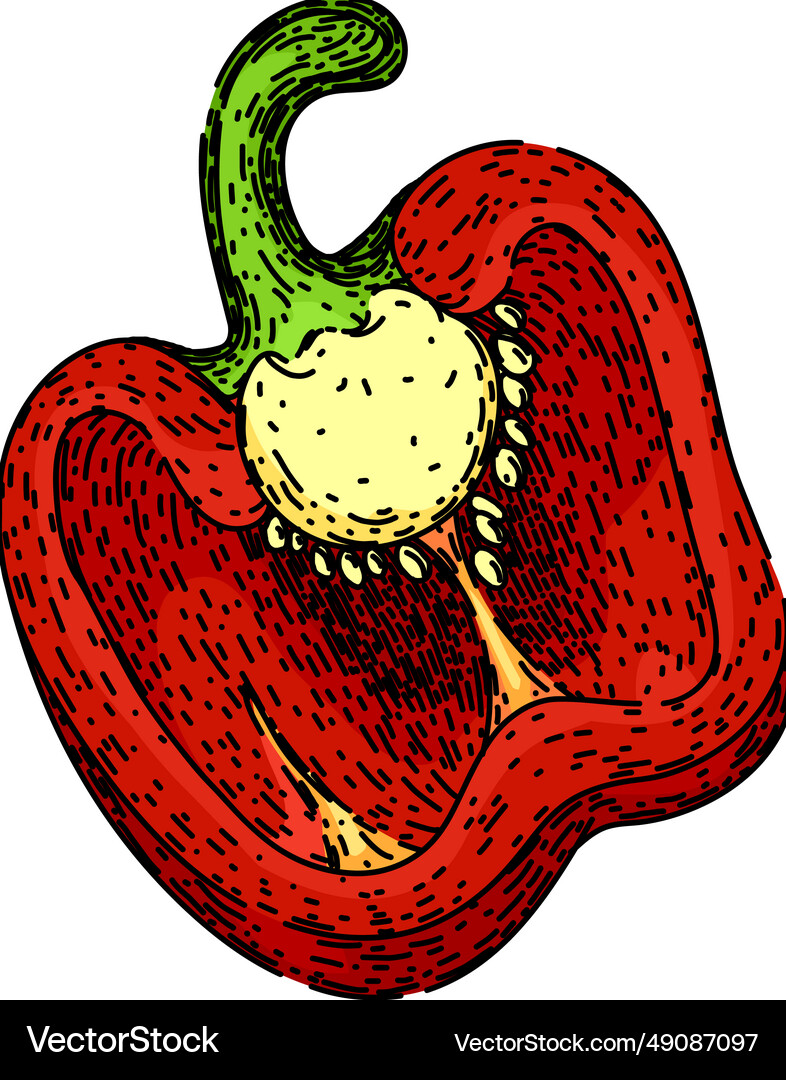 Ingredient pepper spice sketch hand drawn Vector Image