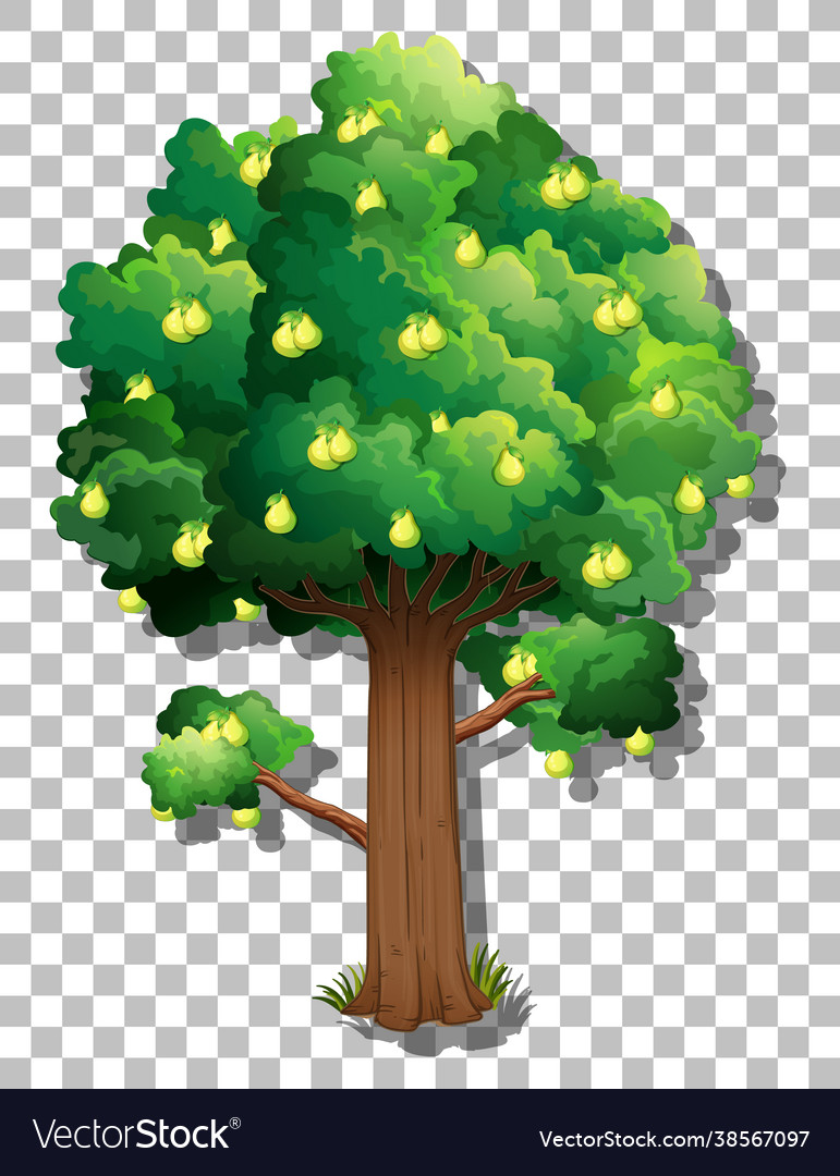 Pear tree on transparent background Royalty Free Vector