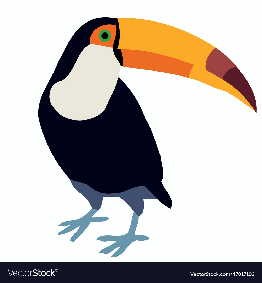 Animal bird toucan standing