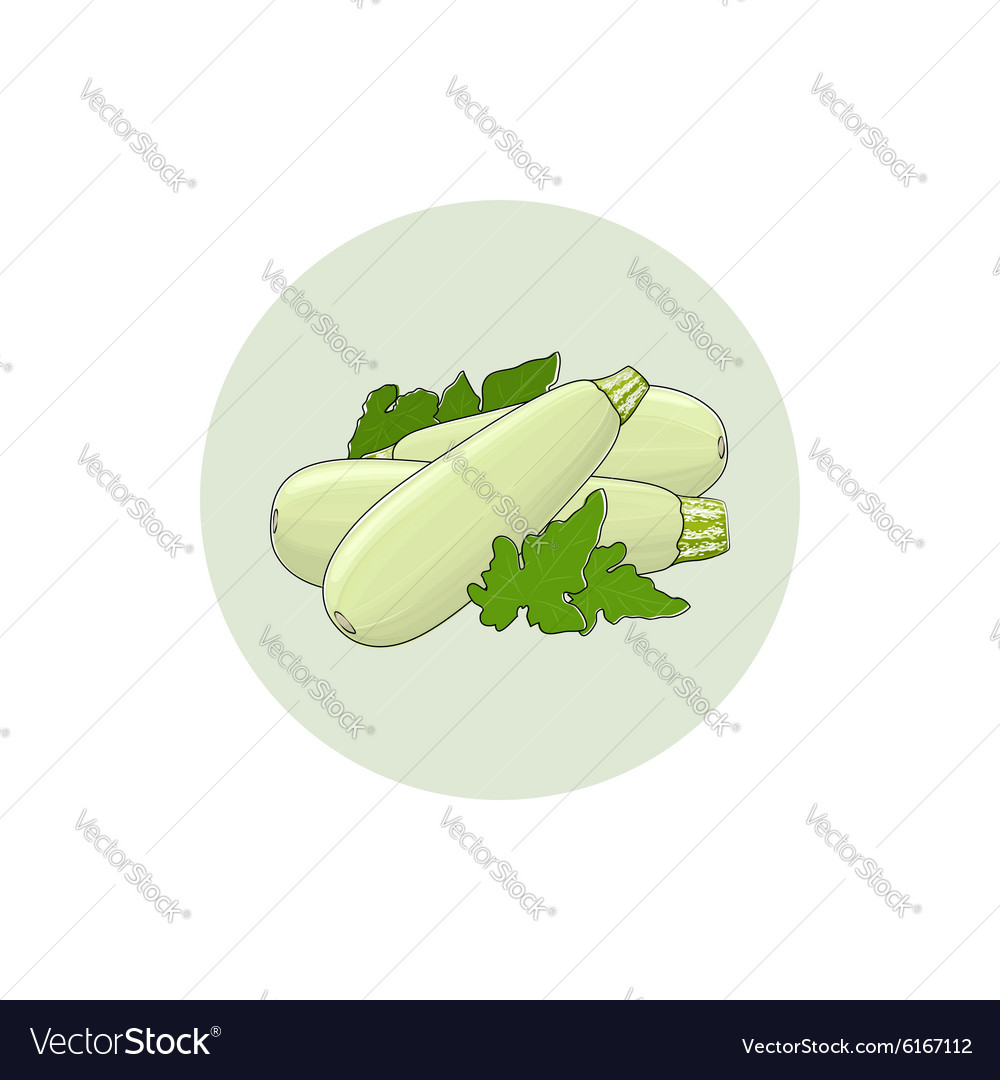 Icon zucchini courgette vegetable