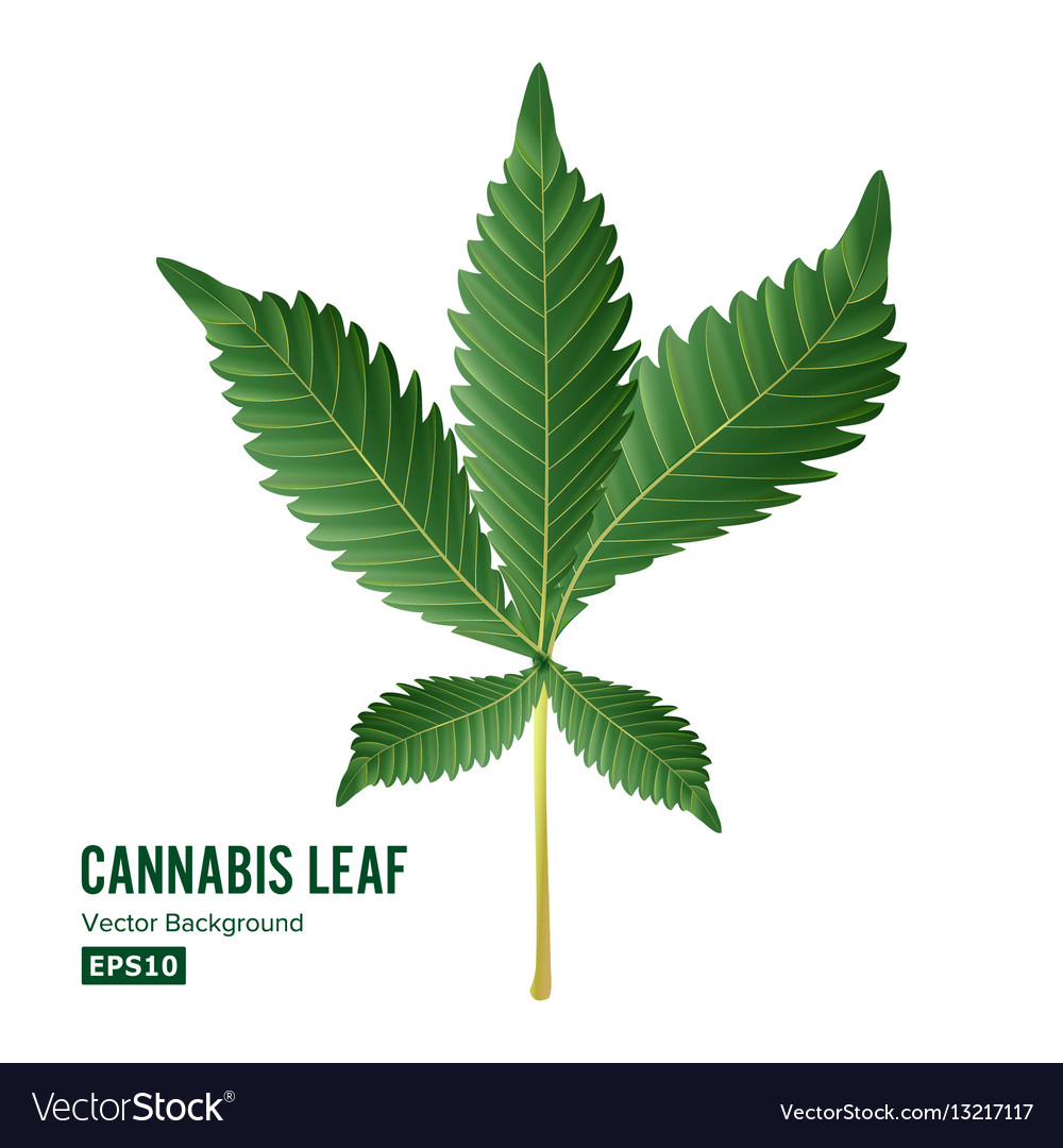 cannabis sativa