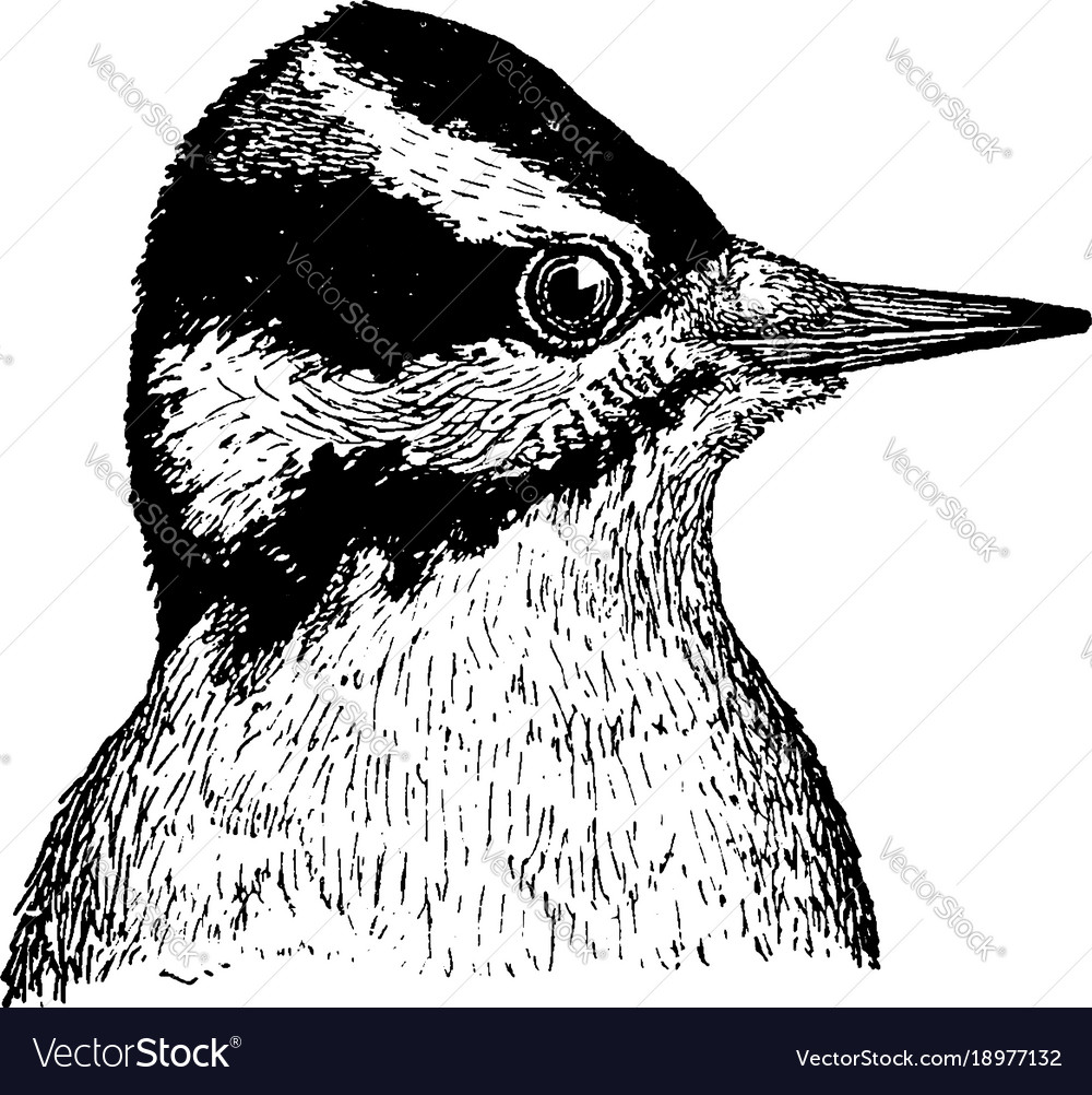 Hairy woodpecker vintage Royalty Free Vector Image