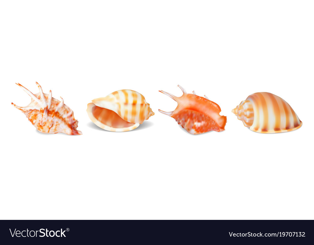 Set of seashells