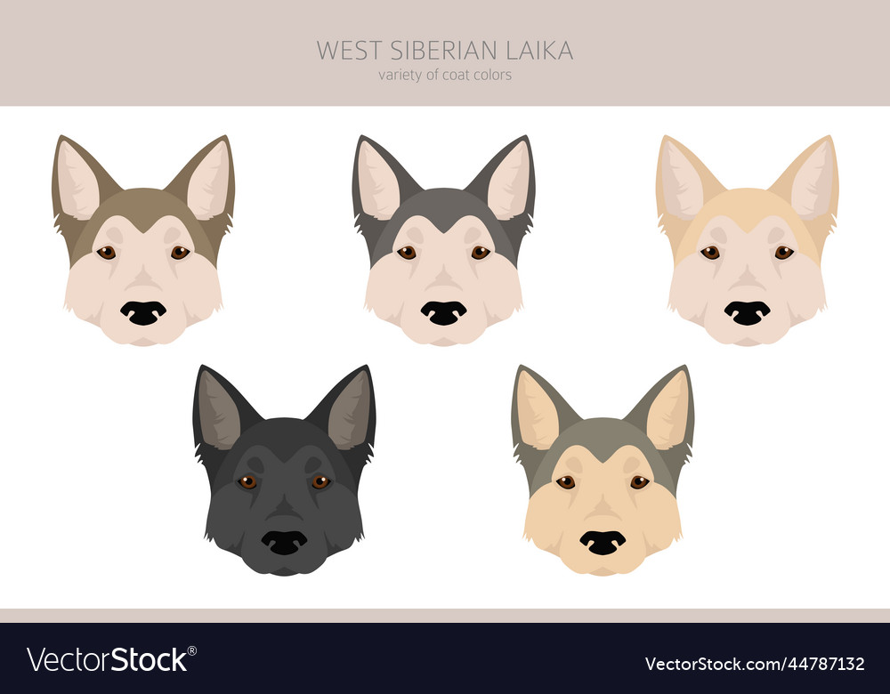 West siberian laika clipart all coat colors set