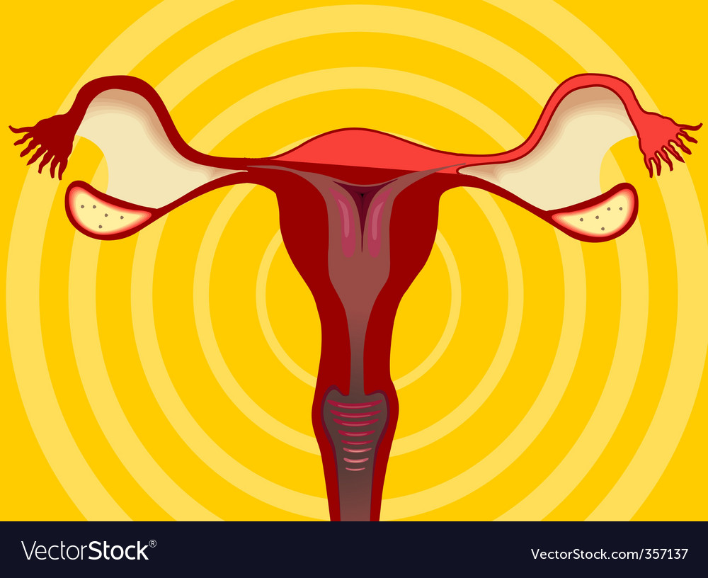 Ovary Royalty Free Vector Image - VectorStock