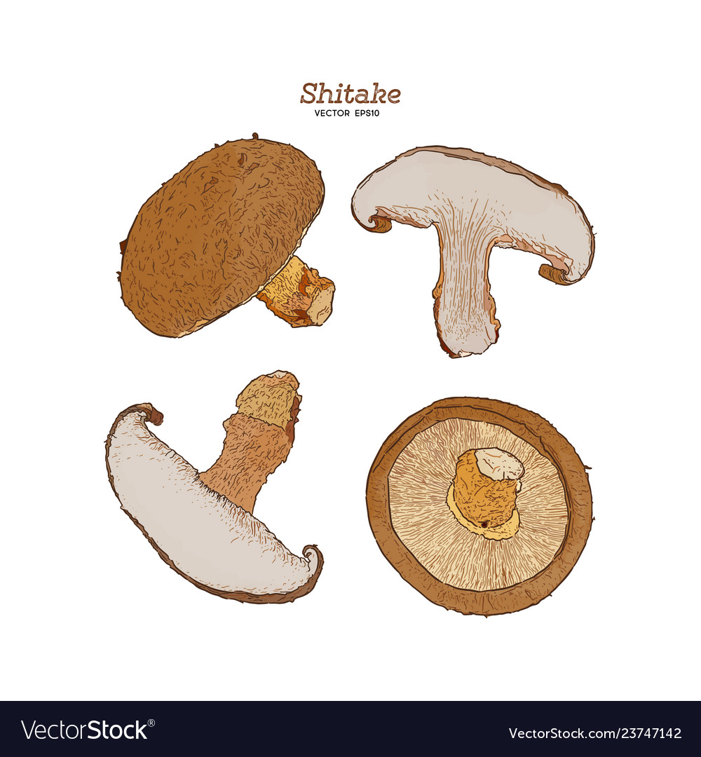 Collection of shiitake mushroom and a bit vector image Collection of shiitake mushroom and a bit