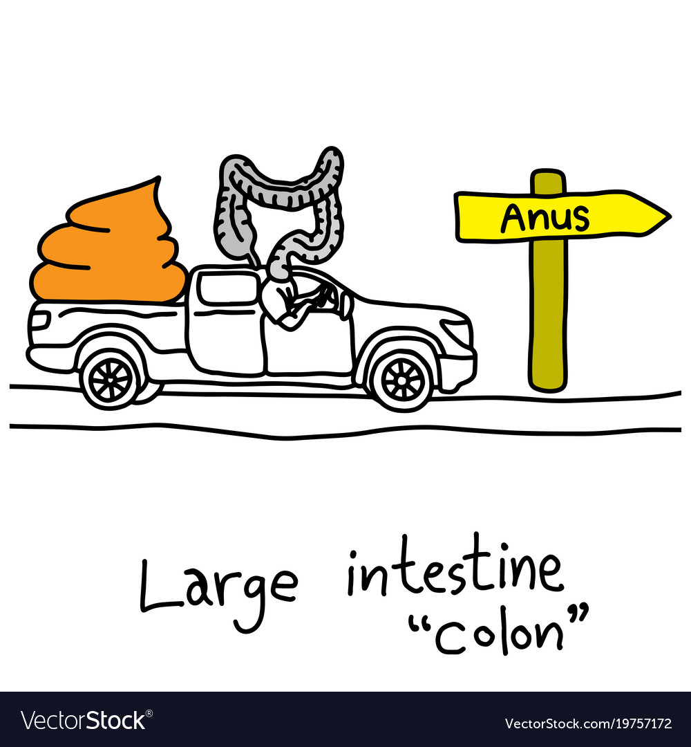 Metaphor function of large intestine or colon