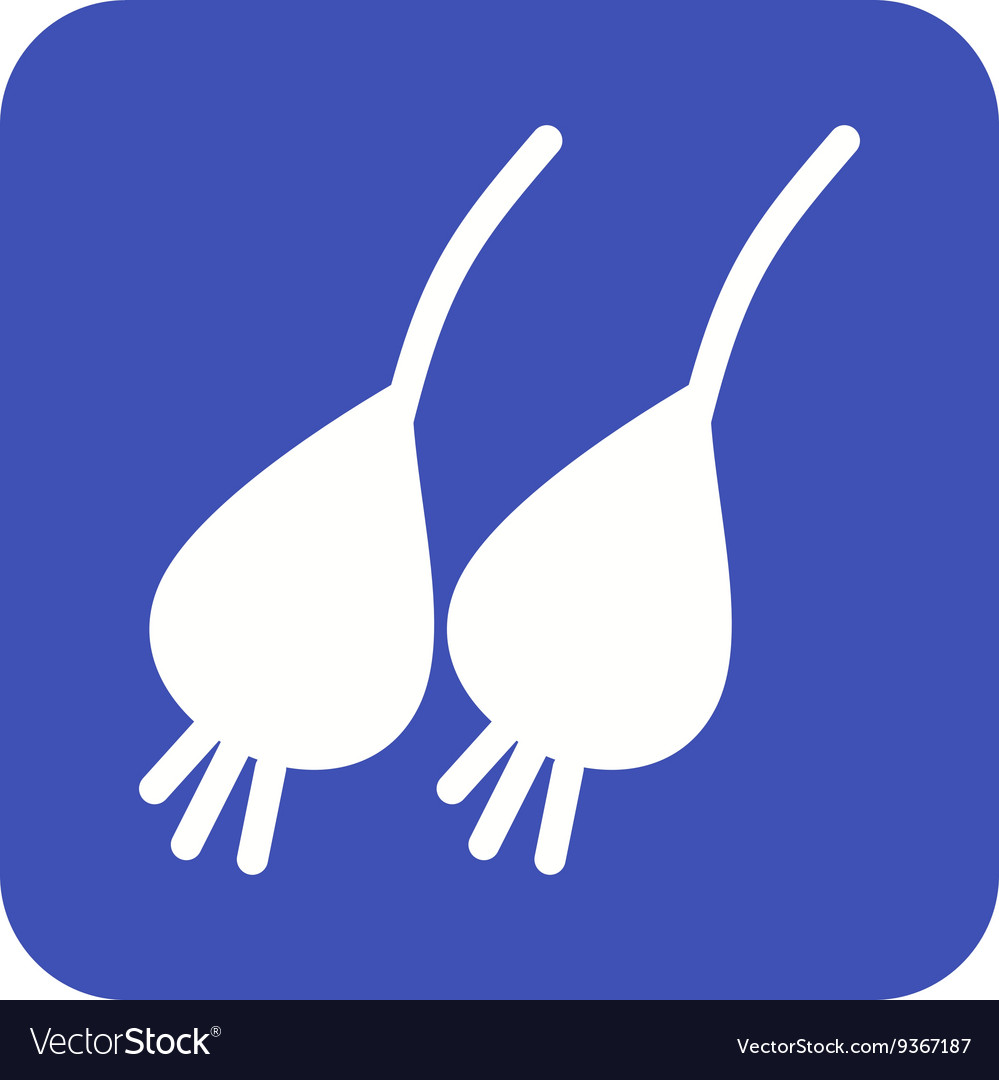 Spring onion