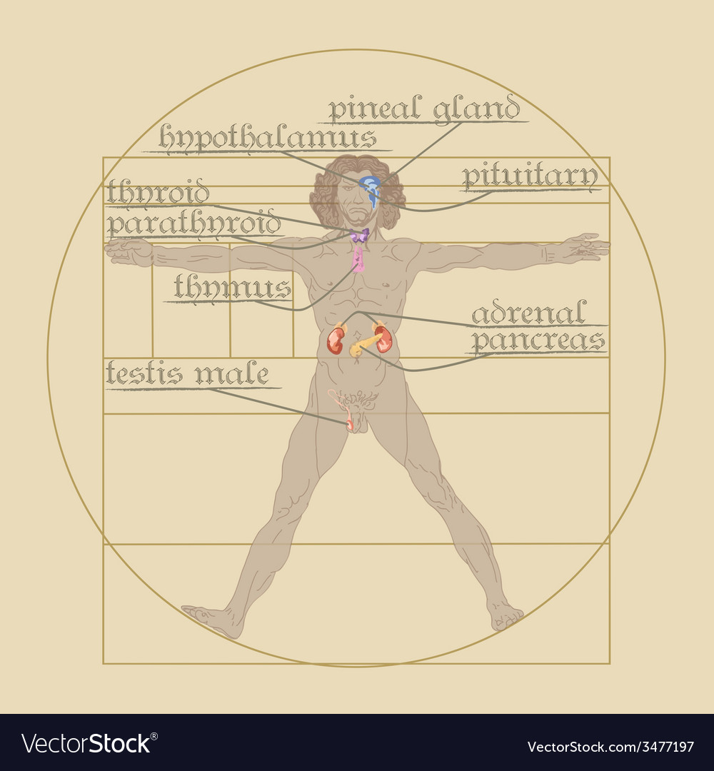 Endokrine System auf dem vitruvischen Mann