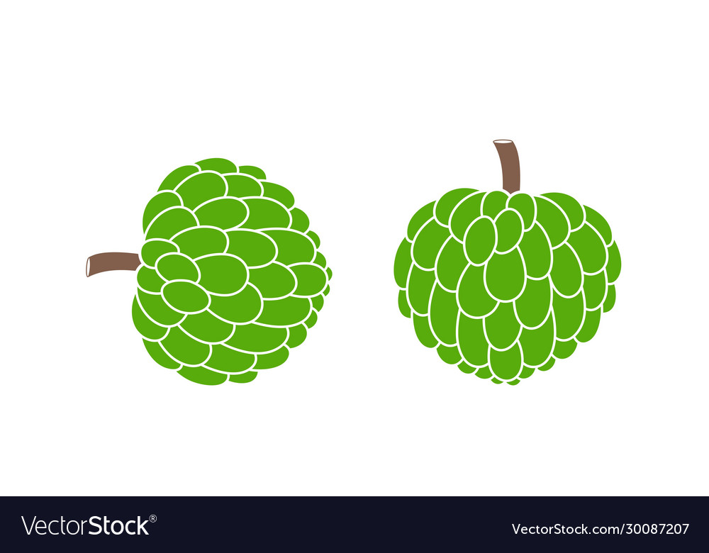 Custard apple Royalty Free Vector Image - VectorStock