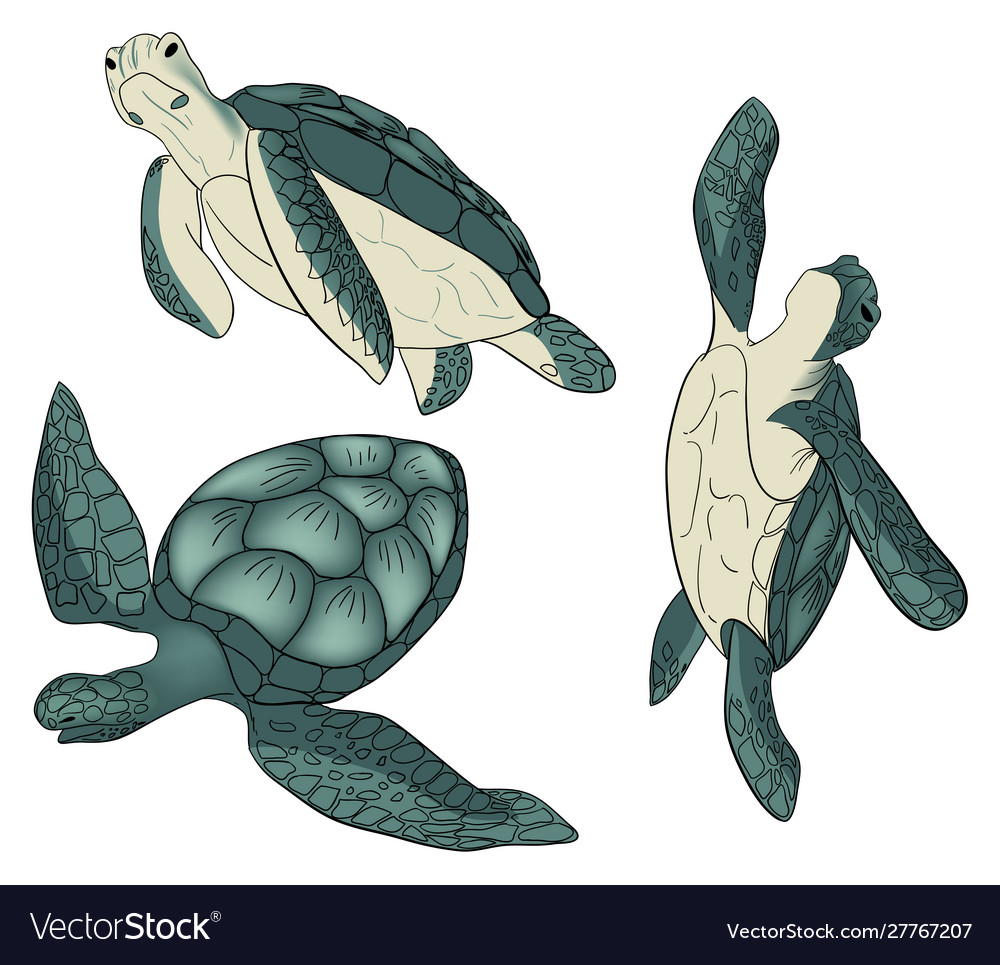 Set color sea turtle isolated background vector image Set color sea turtle isolated background
