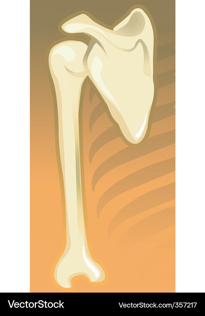 Bones Royalty Free Vector Image - VectorStock