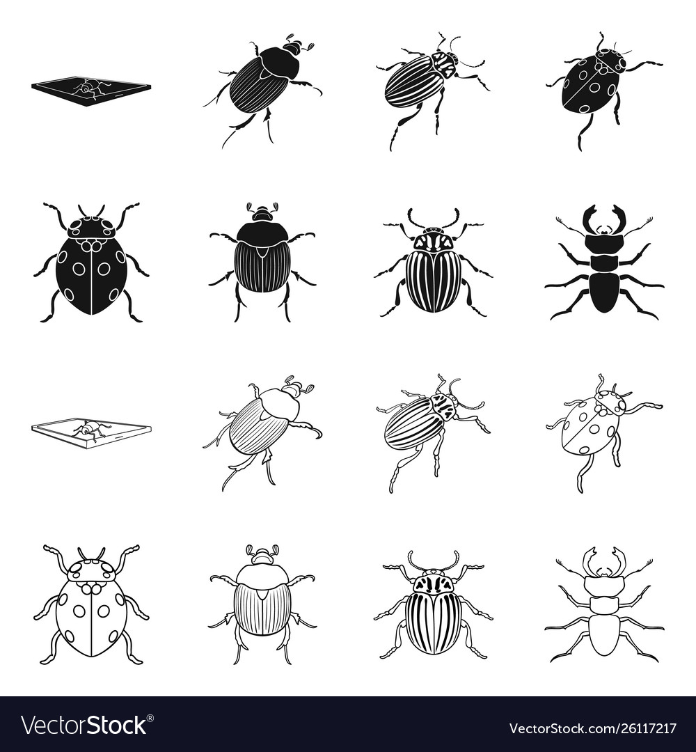 Isolated object insect and beetle symbol set