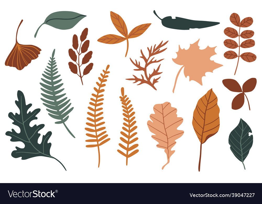 Set of flat botany elements simple autumn vector image Set of flat botany elements simple autumn