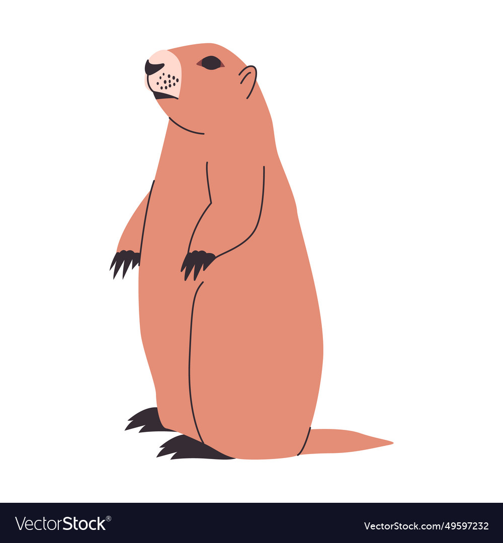 Brown color groundhog or woodchuck standing pose Vector Image