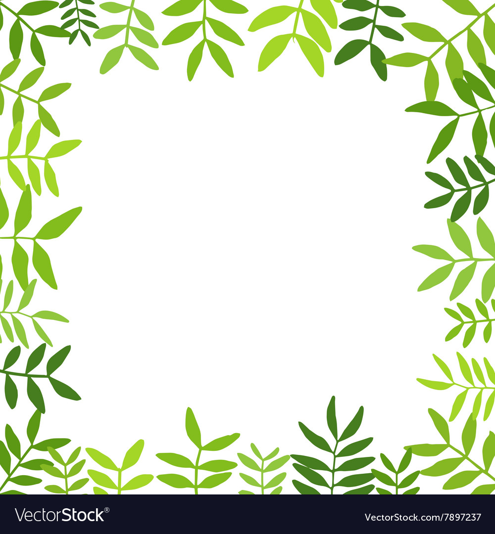 Branches with green leaves Royalty Free Vector Image