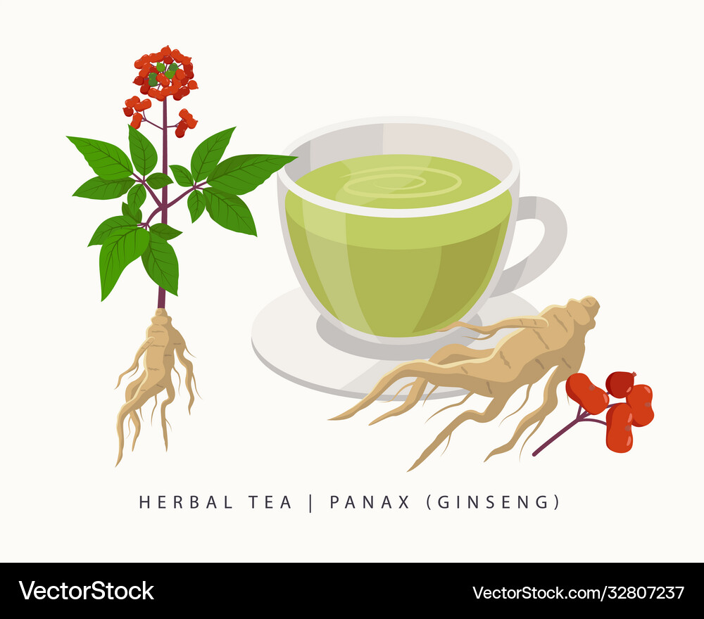 Panax herbal tea isolated on white background Vector Image