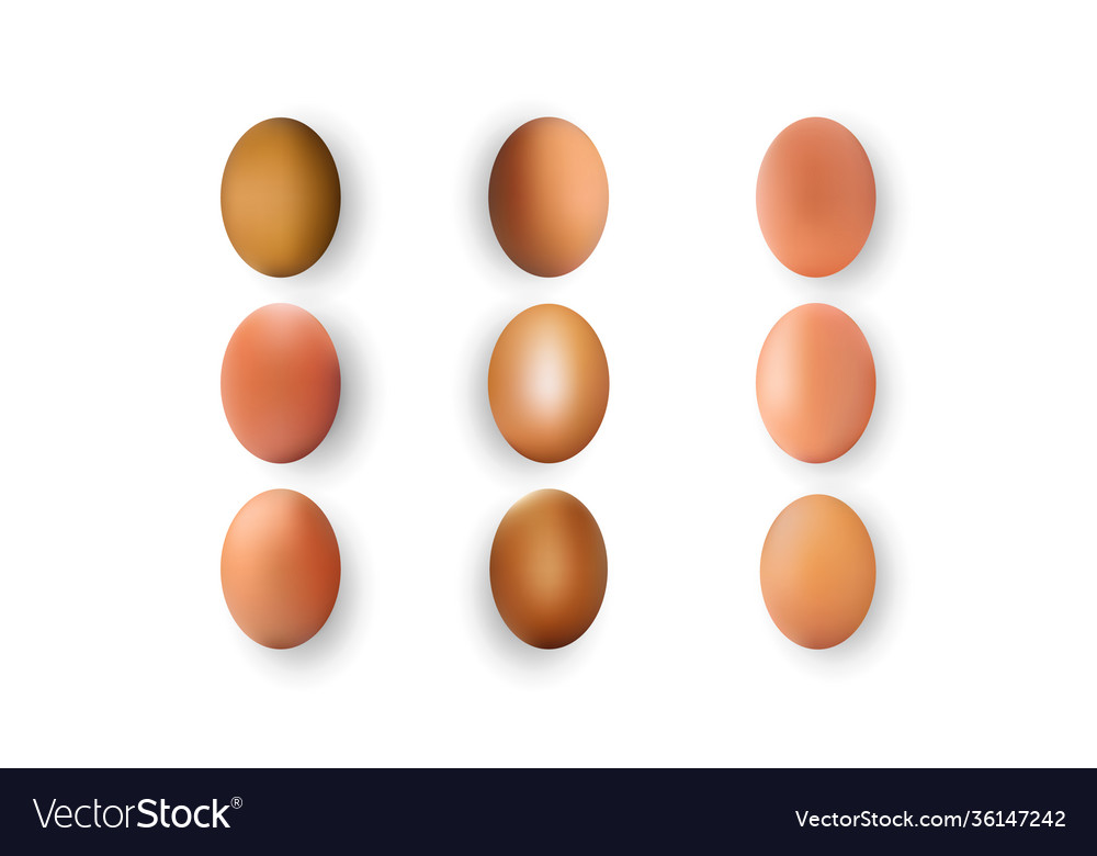 Set realistic dark and light brown whole Vector Image Set realistic dark and light brown whole