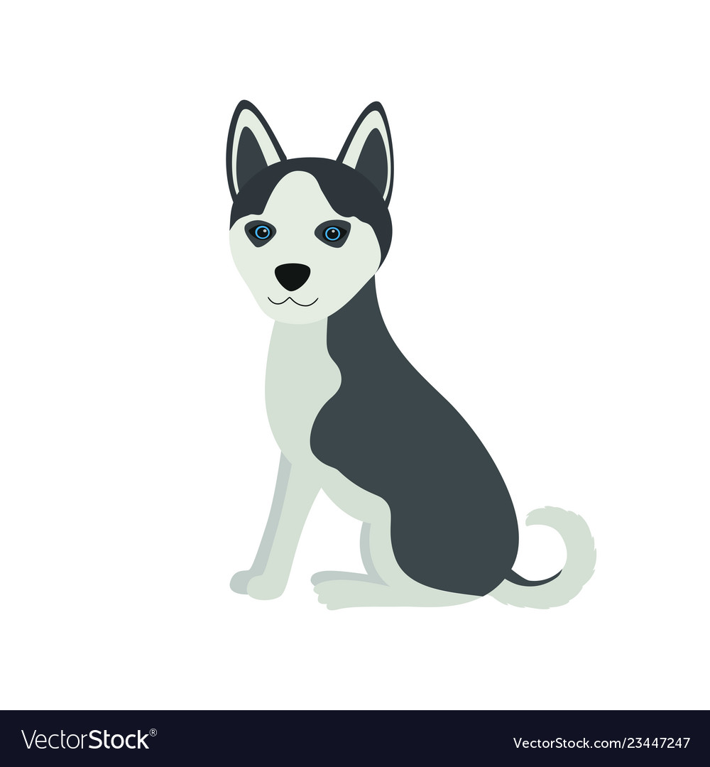 Cute siberian husky purebred sit front view dog