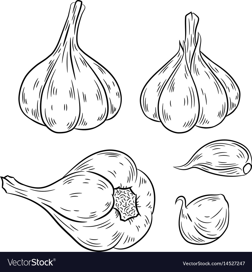 Isolierte Knoblauchzeichnung