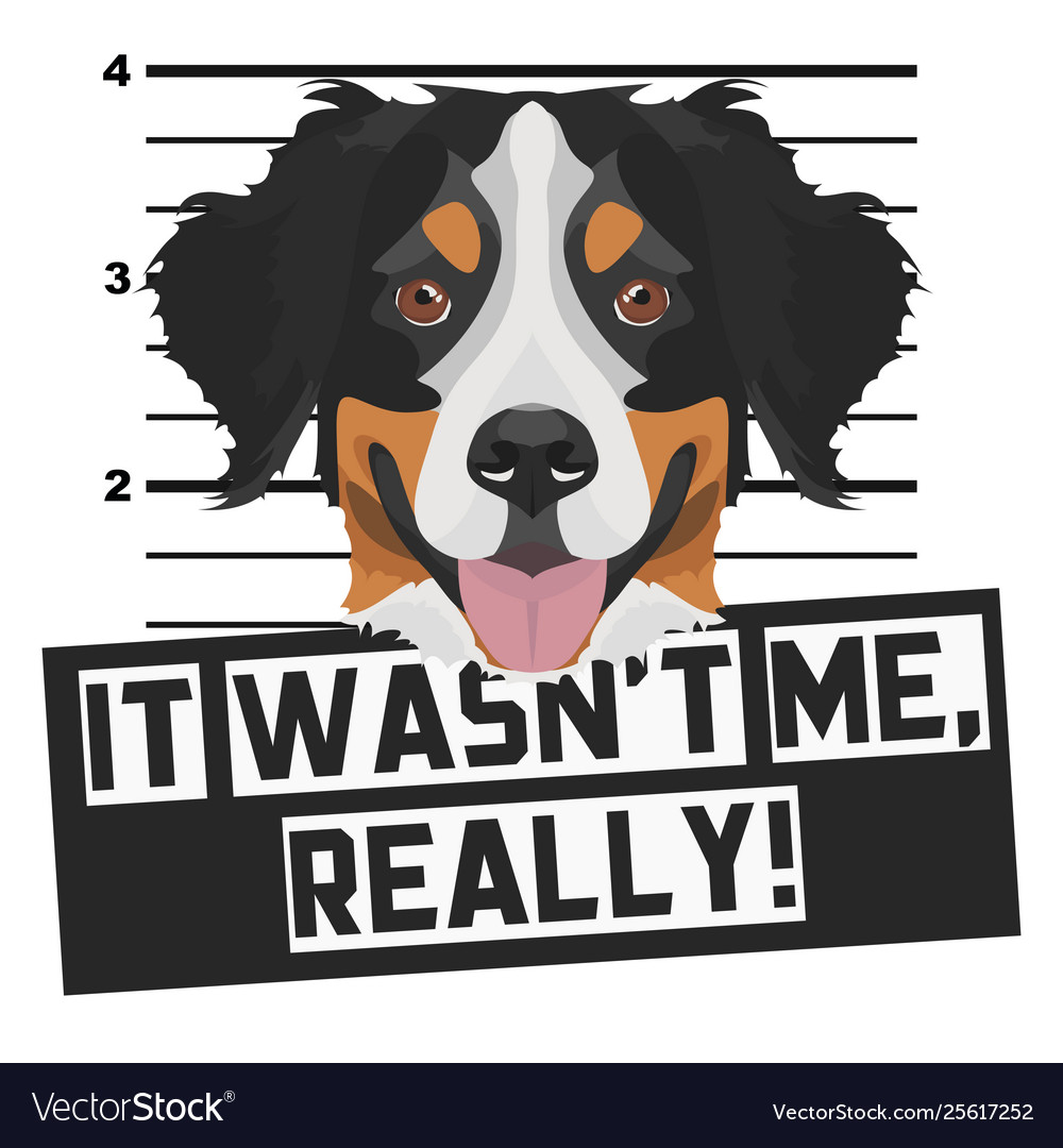 Mugshot mug shot bernese mountain dog